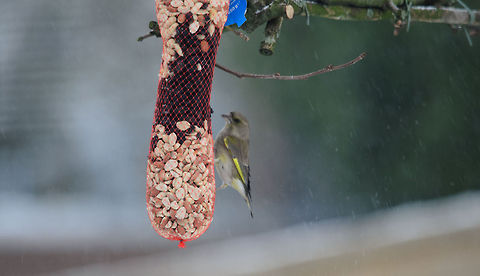 European Greenfinch in garden  Carduelis chloris,European Greenfinch,Heesch