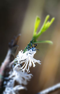 Flower bug closeup 2/2 A closeup of a mysterious creature found in Madagascar: the flower bug. Its entire body is shaped like a flower and in a group, you will easily mistake the group as a flowering plant.  Flatida coccinea,Flower bug,Geotagged,Isola,Madagascan Flatid Leaf-Bug,Madagascar,Phromnia rosea