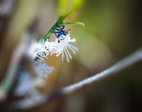 Flower bug closeup 1/2 Closeup of a flower bug in Madagascar, clearly on this shot you can see it's flower-like back and what is hidden beneath it. The first time we saw them as a group, thinking it was a flower, we were shocked when we saw inidividual flowers move. 

I love this insect, but there's barely any information about it online. Flatida coccinea,Flower bug,Geotagged,Isola,Madagascan Flatid Leaf-Bug,Madagascar,Phromnia rosea