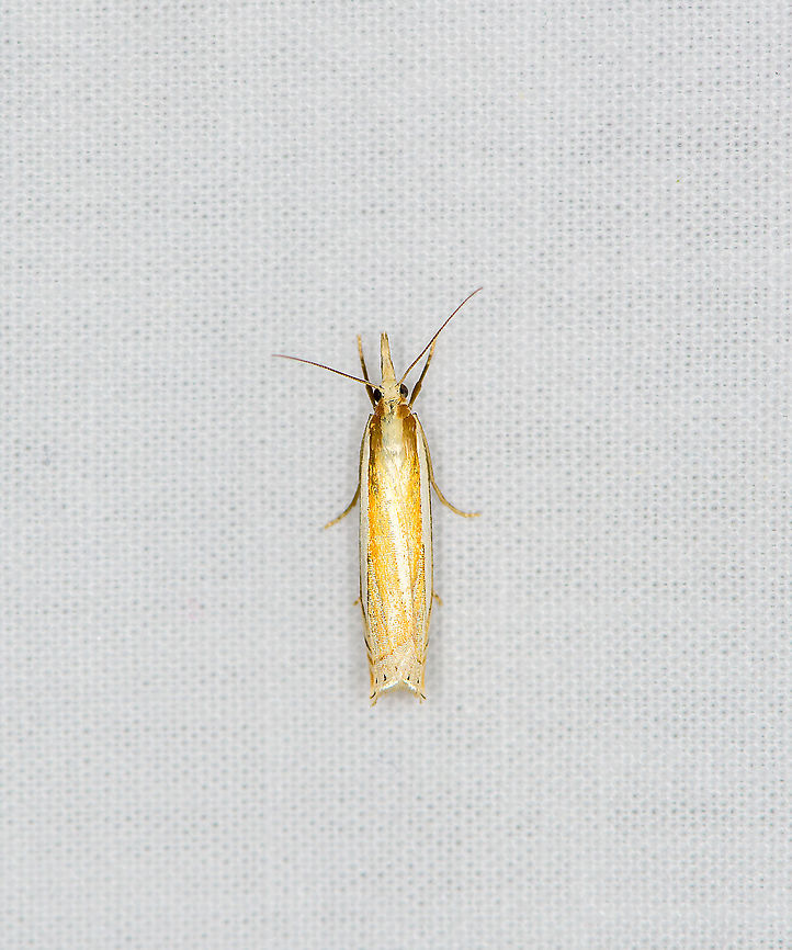 Scarce Grass-Veneer, Heesch, Netherlands Presumed species. It is highly variable in color/tone:<br />
<a href="https://waarneming.nl/species/9136/photos/" rel="nofollow">https://waarneming.nl/species/9136/photos/</a>? Crambus pratella,Europe,Geotagged,Heesch,LepiLED,Moth Week 2020,Netherlands,Summer,World