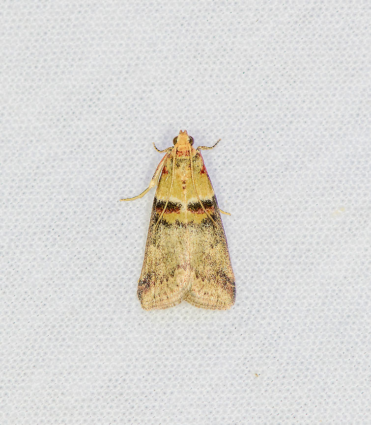 Acrobasis tumidana, Heesch, Netherlands  Acrobasis tumidana,Europe,Geotagged,Heesch,LepiLED,Moth Week 2020,Netherlands,Summer,World