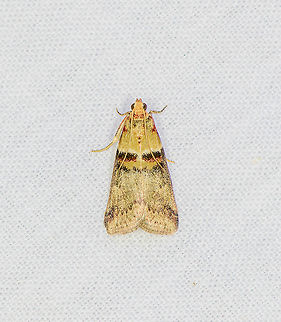 Acrobasis tumidana, Heesch, Netherlands  Acrobasis tumidana,Europe,Geotagged,Heesch,LepiLED,Moth Week 2020,Netherlands,Summer,World