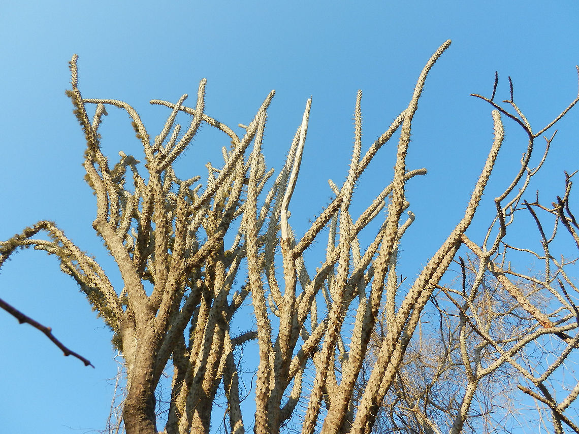 Typical spiny vegetation in Spiny Forest Note: I am unsure whether this is the Madagascar ocotillo or an Octopus tree, of which there are several species. I am sure though that it is part of the Didiereaceae family, containing 11 species<br />
<br />
Most vegetation in the ultra dry spiny forest looks hostil: without juice, flowers and full of spikes. Still, this does not stop several species of bird from landing on them, as I'll show later. Alluaudia procera,Ifaty,Madagascar,Madagascar ocotillo,Spiny Forest