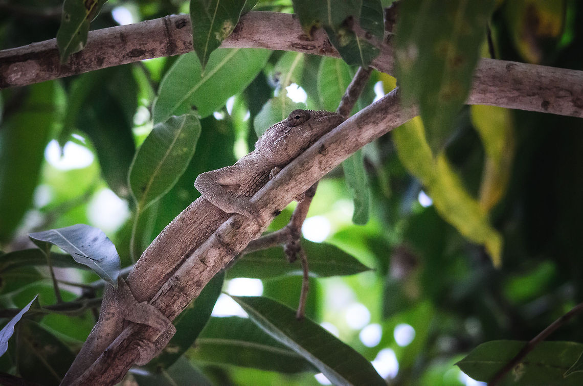Malagasy Giant Chameleon in tree in Isola Spotted in a tree right behind our lodge by my girl Henriette, a far better spotter than I am. Furcifer oustaleti,Isola,Madagascar,Malagasy Giant Chameleon