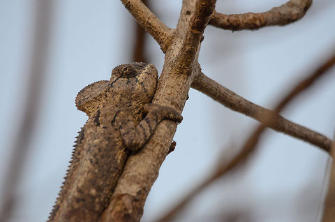 Malagasy Giant chameleon taking a siesta in Isola  Furcifer oustaleti,Isola,Madagascar,Malagasy Giant Chameleon