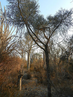 Dry doorway A part of the Spiny Forest that is less dense, and allows for hiking. It's impossible though to walk these paths without making a ton of sound due to the dry vegetation. Still, bird spotting is possible here. Ifaty,Madagascar,Spiny Forest