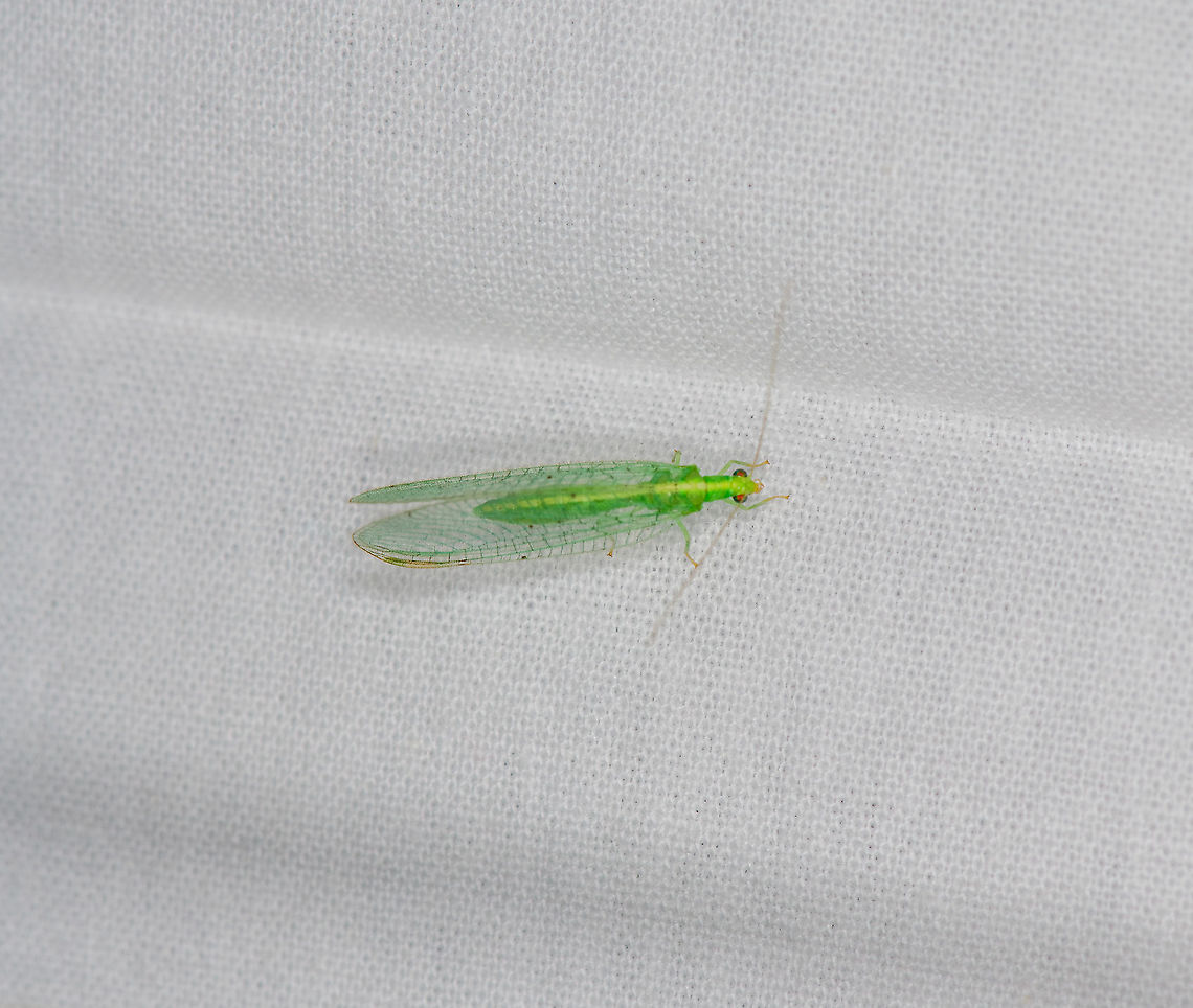 Chrysoperla carnea, Heesch, Netherlands Presumed species, as by-catch on the moth cloth. My understanding is that Chrysoperla carnea is currently considered a species complex. Chrysoperla carnea,Common green lacewing,Europe,Geotagged,Heesch,Netherlands,Summer,World