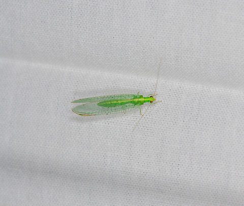Chrysoperla carnea, Heesch, Netherlands Presumed species, as by-catch on the moth cloth. My understanding is that Chrysoperla carnea is currently considered a species complex. Chrysoperla carnea,Common green lacewing,Europe,Geotagged,Heesch,Netherlands,Summer,World