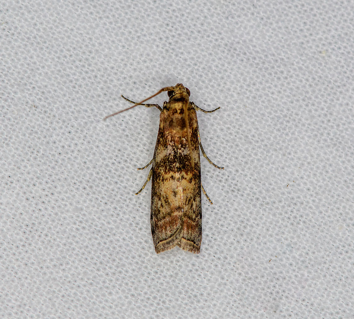 Dark Pine Knot-Horn, Heesch, Netherlands  Dioryctria abietella,Europe,Geotagged,Heesch,LepiLED,Moth Week 2020,Netherlands,Summer,World