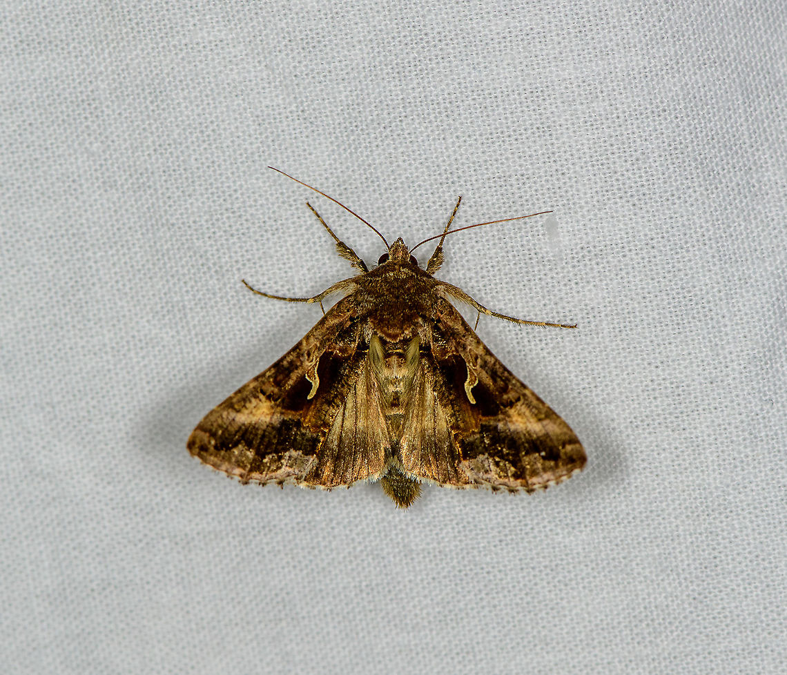 Silver Y - II, Heesch, Netherlands Wings closed:<br />
<figure class="photo"><a href="https://www.jungledragon.com/image/98608/silver_y_heesch_netherlands.html" title="Silver Y, Heesch, Netherlands"><img src="https://s3.amazonaws.com/media.jungledragon.com/images/2/98608_thumb.jpg?AWSAccessKeyId=05GMT0V3GWVNE7GGM1R2&Expires=1759968010&Signature=LEOjTEqPT6oFoz5ks5AAmseoSZo%3D" width="132" height="152" alt="Silver Y, Heesch, Netherlands  Autographa gamma,Europe,Geotagged,Heesch,LepiLED,Moth Week 2020,Netherlands,Rachiplusia ou,Silver Y,Summer,World" /></a></figure> Autographa gamma,Europe,Geotagged,Heesch,LepiLED,Moth Week 2020,Netherlands,Silver Y,Summer,World