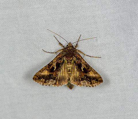 Silver Y - II, Heesch, Netherlands Wings closed:
https://www.jungledragon.com/image/98608/silver_y_heesch_netherlands.html Autographa gamma,Europe,Geotagged,Heesch,LepiLED,Moth Week 2020,Netherlands,Silver Y,Summer,World