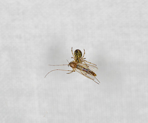 Spider Kill, Heesch, Netherlands This spider sure didn't waste any time. In the few hours the moth structure was up, it had already spun a small web in front of it. I'm not really sure what the victim is, thought? Europe,Geotagged,Heesch,Netherlands,Summer,World