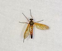 Marsh snipefly, Heesch, Netherlands It took me a while to understand this is not a robber fly. The build of the insect suggests it, yet it's a snipe fly instead. The main way to tell is the lack of bristles on the chest, thorax and legs. You can see that they're smooth on the side view photo. <br />
<br />
By far the most reported snipefly here is Rhagio scolopaceus, which looks very close, yet has on clear difference: it has black marks on the wings, whilst this species has clear wings.<br />
https://www.jungledragon.com/image/98803/marsh_snipefly_-_side_view_heesch_netherlands.html Europe,Geotagged,Heesch,Netherlands,Rhagio tringarius,Summer,World