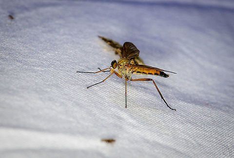 Marsh snipefly - side view, Heesch, Netherlands It took me a while to understand this is not a robber fly. The build of the insect suggests it, yet it's a snipe fly instead. The main way to tell is the lack of bristles on the chest, thorax and legs. You can see that they're smooth on the side view photo. 

By far the most reported snipefly here is Rhagio scolopaceus, which looks very close, yet has on clear difference: it has black marks on the wings, whilst this species has clear wings.
https://www.jungledragon.com/image/98802/marsh_snipefly_heesch_netherlands.html Europe,Geotagged,Heesch,Marsh snipefly,Netherlands,Rhagio tringarius,Summer,World