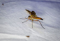 Marsh snipefly - side view, Heesch, Netherlands It took me a while to understand this is not a robber fly. The build of the insect suggests it, yet it's a snipe fly instead. The main way to tell is the lack of bristles on the chest, thorax and legs. You can see that they're smooth on the side view photo. <br />
<br />
By far the most reported snipefly here is Rhagio scolopaceus, which looks very close, yet has on clear difference: it has black marks on the wings, whilst this species has clear wings.<br />
https://www.jungledragon.com/image/98802/marsh_snipefly_heesch_netherlands.html Europe,Geotagged,Heesch,Marsh snipefly,Netherlands,Rhagio tringarius,Summer,World