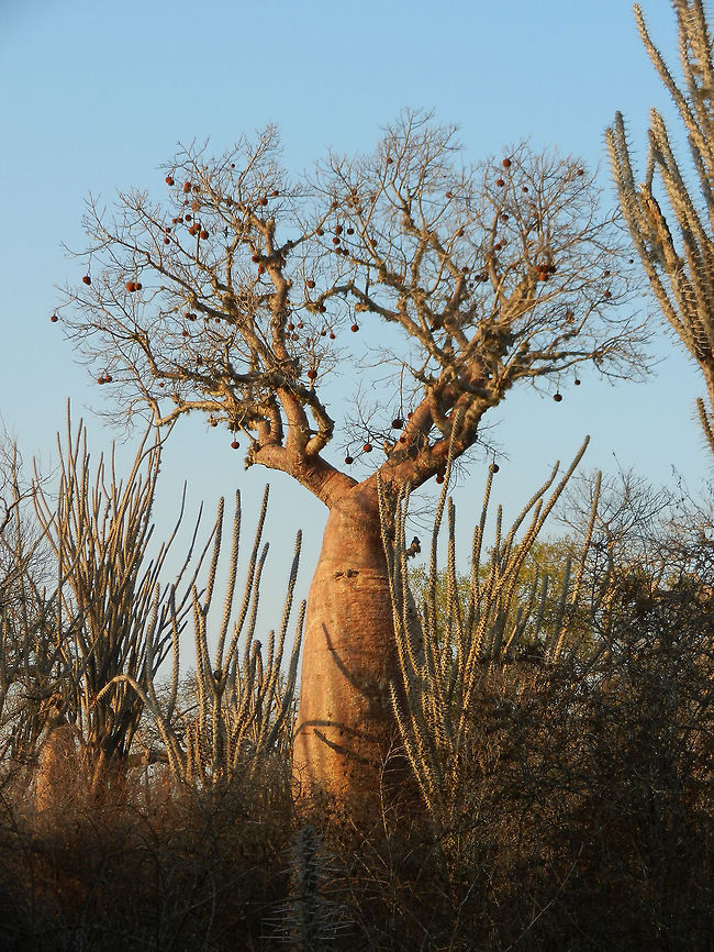 Adansonia rubrostipa in Spiny forest A second baobab species we saw in the Spiny Forest in the south west of Madagascar. Madagascar holds 6 of the 8 total specie of baobab, yet most are threatened. Adansonia rubrostipa,Ifaty,Madagascar,Spiny Forest