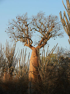 Adansonia rubrostipa in Spiny forest A second baobab species we saw in the Spiny Forest in the south west of Madagascar. Madagascar holds 6 of the 8 total specie of baobab, yet most are threatened. Adansonia rubrostipa,Ifaty,Madagascar,Spiny Forest