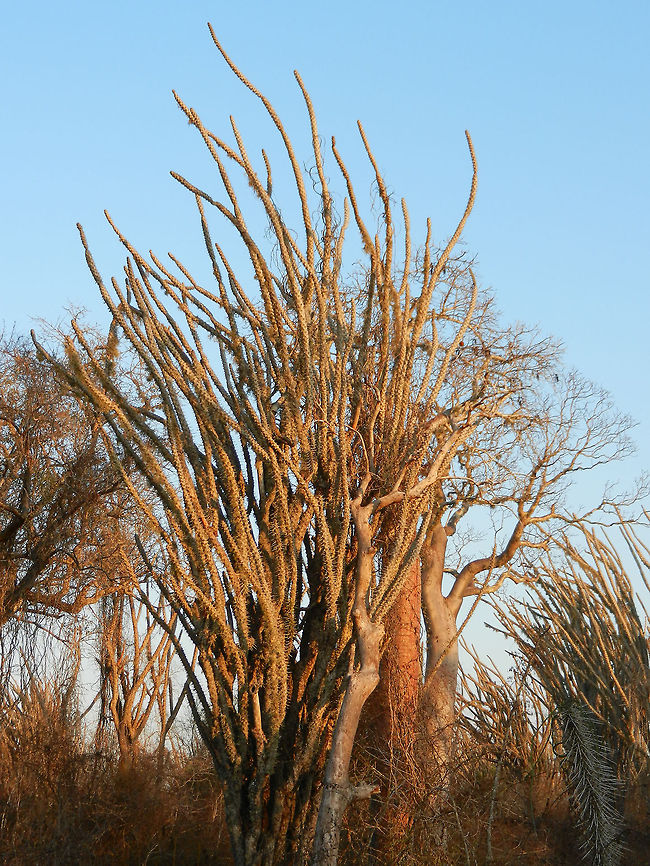 Madagascar ocotillo in Spiny forest Note: I am unsure whether this is the Madagascar ocotillo or an Octopus tree, of which there are several species. I am sure though that it is part of the Didiereaceae family, containing 11 species. This plant, which is a tree, dominates the spiny forest of Madagascar. Alluaudia procera,Ifaty,Madagascar,Madagascar ocotillo,Spiny Forest