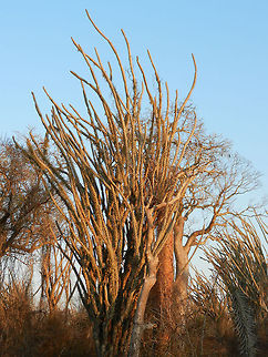 Madagascar ocotillo in Spiny forest Note: I am unsure whether this is the Madagascar ocotillo or an Octopus tree, of which there are several species. I am sure though that it is part of the Didiereaceae family, containing 11 species. This plant, which is a tree, dominates the spiny forest of Madagascar. Alluaudia procera,Ifaty,Madagascar,Madagascar ocotillo,Spiny Forest