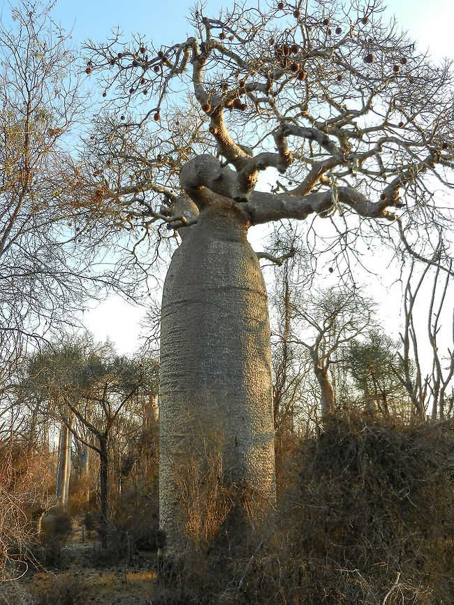 Adamsonia za in Spiny forest Amidst the thick and dry dead-like vegetation of the creepy Spiny Forest stands this ultra tall giant, a &quot;Adamsonia za&quot; of several ages old. Adamsonia za,Adansonia za,Ifaty,Madagascar,Spiny Forest
