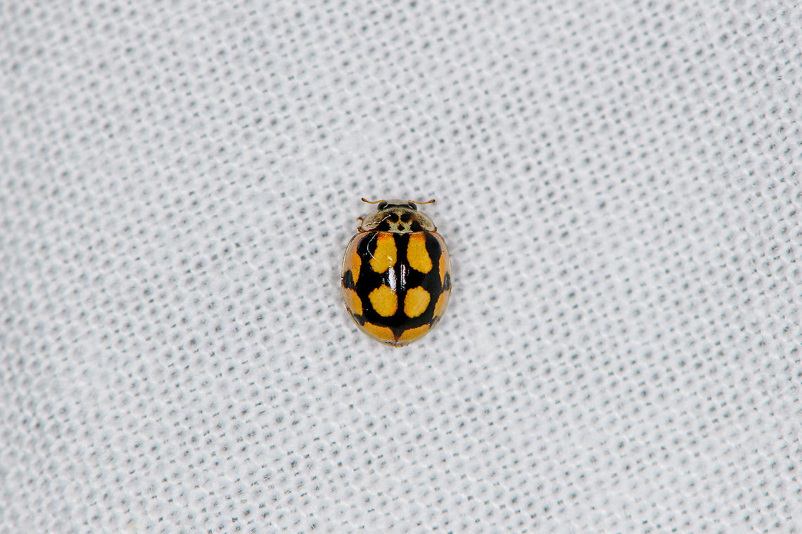 Adalia decempunctata, Heesch, Netherlands I think this is one of Harmonia axyridis varieties of Harmonia axyridis, but not 100% sure. Adalia decempunctata,Europe,Geotagged,Heesch,Netherlands,Summer,Ten-spot Ladybird,World