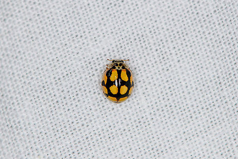 Adalia decempunctata, Heesch, Netherlands I think this is one of Harmonia axyridis varieties of Harmonia axyridis, but not 100% sure. Adalia decempunctata,Europe,Geotagged,Heesch,Netherlands,Summer,Ten-spot Ladybird,World