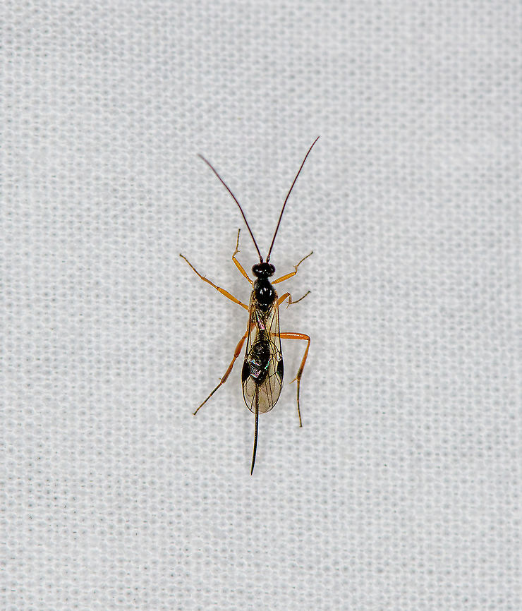 Ichneumonoidea, Heesch, Netherlands  Europe,Geotagged,Heesch,Netherlands,Summer,World