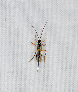 Ichneumonoidea, Heesch, Netherlands  Europe,Geotagged,Heesch,Netherlands,Summer,World