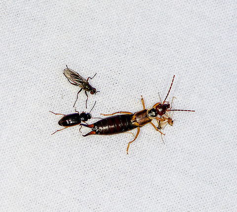 European Earwig, Heesch, Netherlands A Common Earwig coming to wreck the mothing party. Europe,European earwig,Female,Forficula auricularia,Geotagged,Heesch,Netherlands,Summer,World
