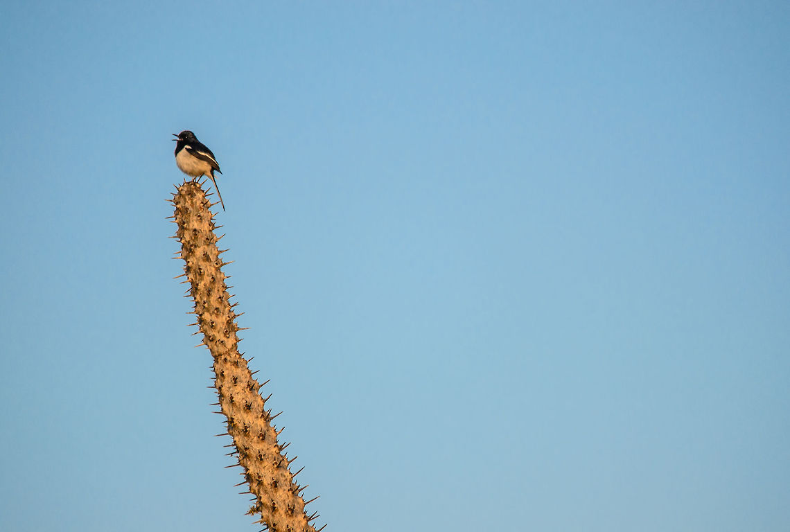 Madagascar Magpie-Robin in Spiny Forest The first bird we spotted in the Spiny Forest, a place seemingly void of life, was this Madagascar Magpie-Robin. To us this photo resembles the resilience of nature, how plants seek extreme measures to fight drought, and how birds and other species master the highly hostile plant structures. Copsychus albospecularis,Ifaty,Madagascar,Madagascar Magpie-Robin,Spiny Forest