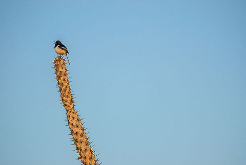 Madagascar Magpie-Robin in Spiny Forest The first bird we spotted in the Spiny Forest, a place seemingly void of life, was this Madagascar Magpie-Robin. To us this photo resembles the resilience of nature, how plants seek extreme measures to fight drought, and how birds and other species master the highly hostile plant structures. Copsychus albospecularis,Ifaty,Madagascar,Madagascar Magpie-Robin,Spiny Forest