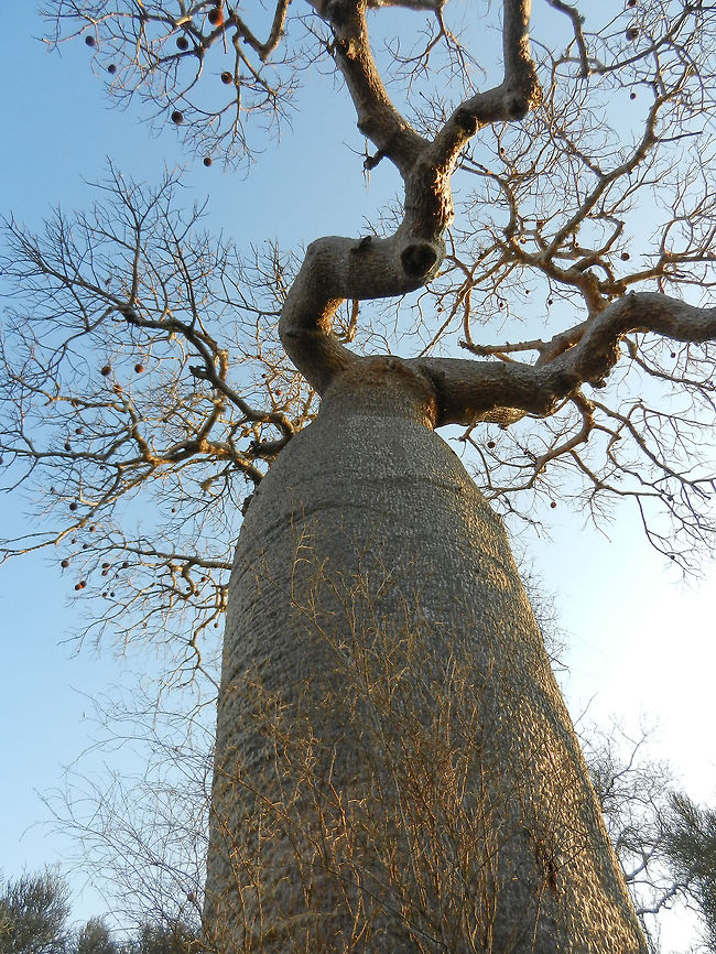 Adomsonia za (baobab) frog view These trees are truly impressive by size, age, and resistance against the elements.  Adamsonia za,Adansonia za,Ifaty,Madagascar,Spiny Forest