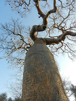 Adomsonia za (baobab) frog view These trees are truly impressive by size, age, and resistance against the elements.  Adamsonia za,Adansonia za,Ifaty,Madagascar,Spiny Forest