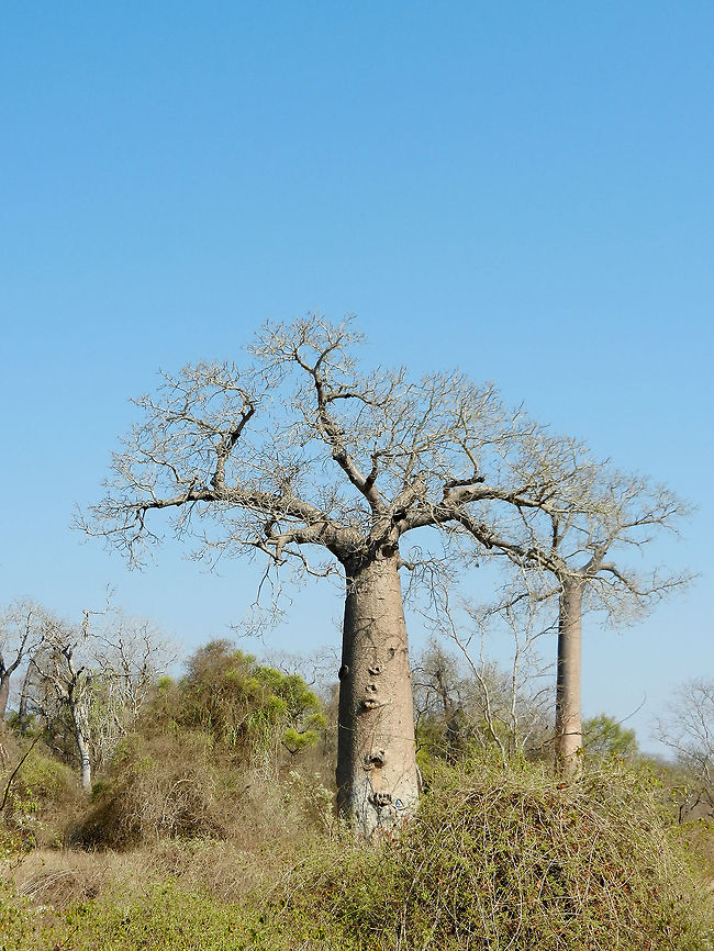 Adamsonia za in Spiny forest of Madagascar  Adamsonia za,Adansonia za,Ifaty,Madagascar