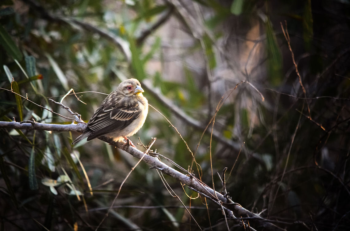 Madagascar Fody female in Ifaty Spiny Forest Too bad we didn&#039;t see the very red male, still this female is a surprising spotting, given the very dry and harsh environment that is the Spiny forest. Foudia madagascariensis,Ifaty,Madagascar,Red Fody,Spiny Forest