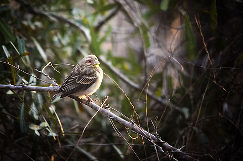 Madagascar Fody female in Ifaty Spiny Forest Too bad we didn't see the very red male, still this female is a surprising spotting, given the very dry and harsh environment that is the Spiny forest. Foudia madagascariensis,Ifaty,Madagascar,Red Fody,Spiny Forest