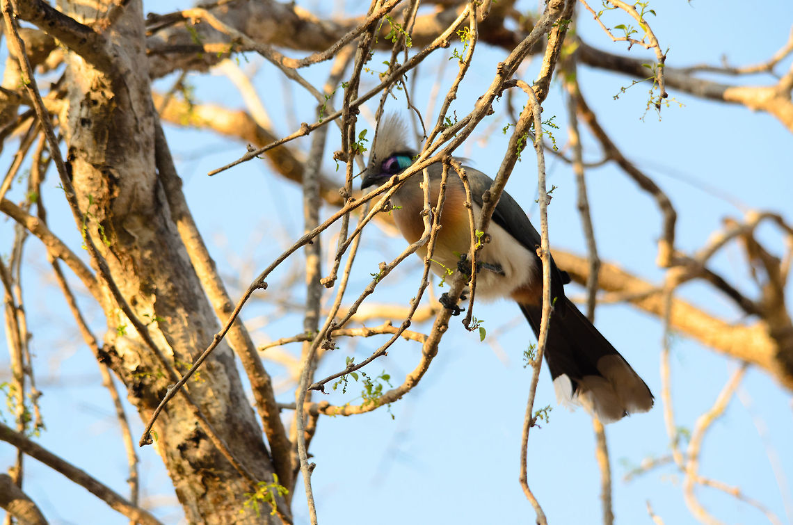 Crested Coua in Spiny Forest, Madagascar I know, the composition is horrible, but the bird is too beautiful to not post it. Coua cristata,Crested Coua,Ifaty,Madagascar,Spiny Forest