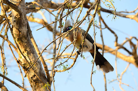 Crested Coua in Spiny Forest, Madagascar I know, the composition is horrible, but the bird is too beautiful to not post it. Coua cristata,Crested Coua,Ifaty,Madagascar,Spiny Forest