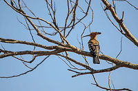 Hoopoe in Madagascar  Hoopoe,Ifaty,Madagascar,Spiny Forest,Upupa epops