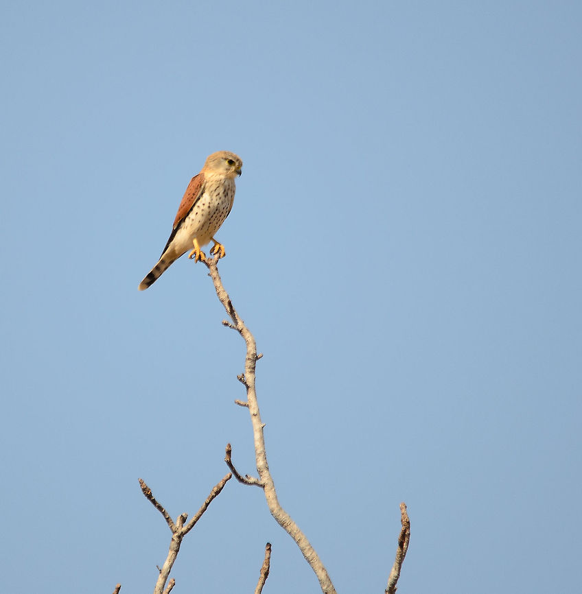 Malagasy Kestrel in Spiny Forest  Falco newtoni,Ifaty,Madagascar,Malagasy Kestrel,Spiny Forest