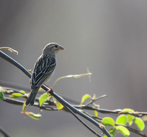 Madagascar Fody(?) in Ifaty Spiny Forest, Madagascar Unsure about identification. If this is a fody, it definitely is a female. The suggestion of fody came from our guide. Foudia madagascariensis,Ifaty,Madagascar,Red Fody,Spiny Forest