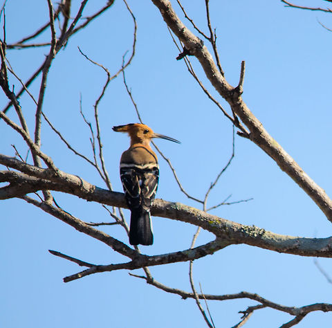 Hoopoe in Spiny Forest of Madagascar This is one of the few birds that we saw in Madagascar that is not endemic, still a pretty thing. Hoopoe,Ifaty,Madagascar,Spiny Forest,Upupa epops