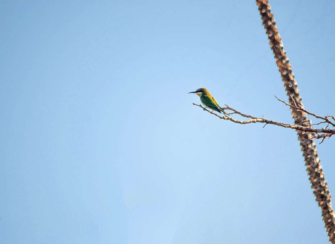 Madagascar Bee-eater in Spiny Forest, Madagascar This one is heavily post processed and I&#039;m not too happy with the result, but it was the first time I ever spotted any bee-eater, and since it&#039;s a specie introduction, I&#039;ll hereby post it anyway. Ifaty,Madagascar,Merops superciliosus,Olive Bee-eater,Spiny Forest