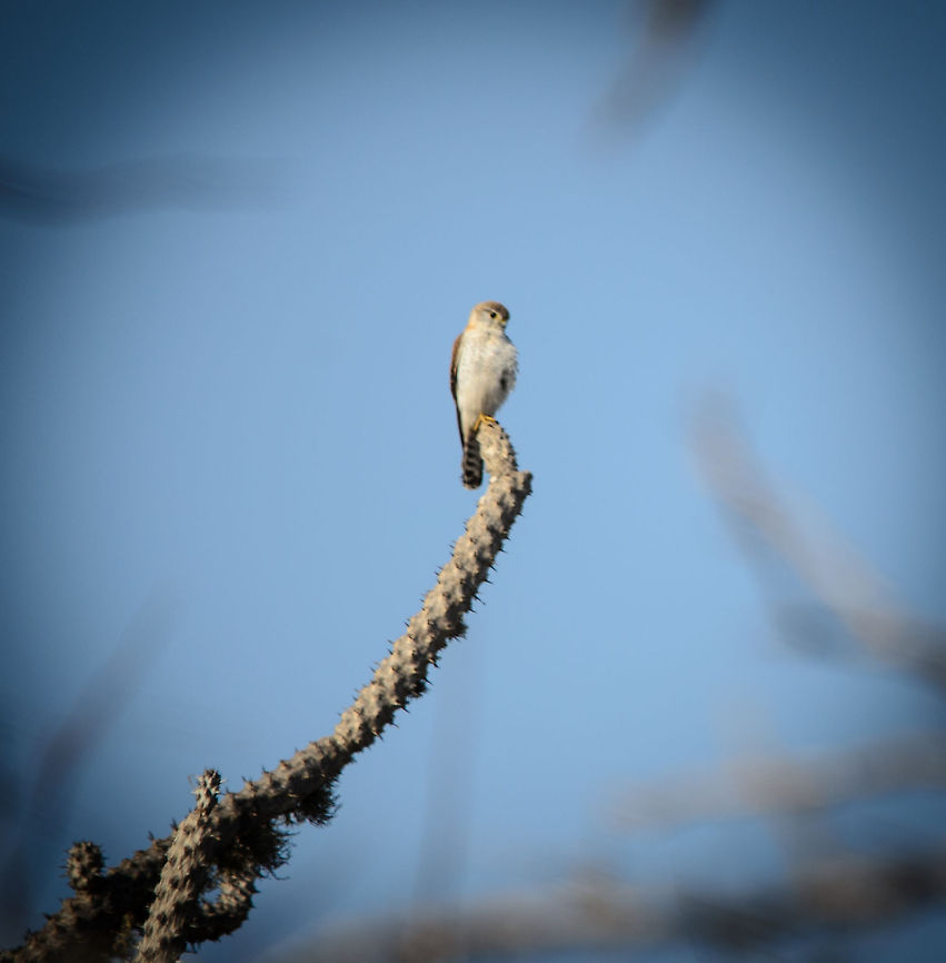 Banded Kestrel on the lookout in Spiny Forest, Madagascar Surprising to see such a complete ecosystem in this very harsh environment.  Banded Kestrel,Falco zoniventris,Ifaty,Madagascar,Spiny Forest