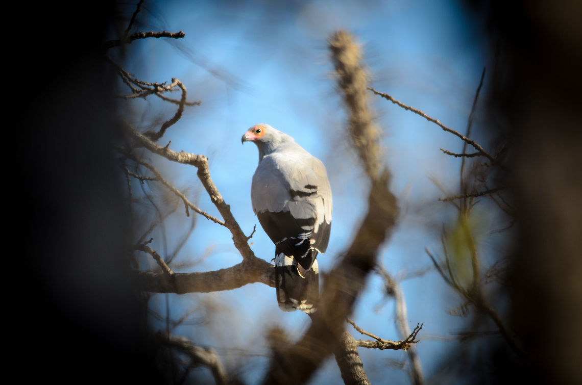 Madagascar Harrier-Hawk in Spiny Forest, Madagascar The photo did not turn out great due to all the distractions that are unavoidable in this dense forest, but I'm still very happy to have captured this enormous bird of prey. It was fairly deep in the forest and approaching it took a very long time. Then we lost track of it for several minutes, found it again, captured it and only half a second later it flew away.  Ifaty,Madagascar,Madagascar Harrier-Hawk,Polyboroides radiatus,Spiny Forest