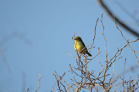 Common Jery in Spiny Forest, Madagascar  Common Jery,Ifaty,Madagascar,Madagascar Jery,Neomixis tenella,Spiny Forest