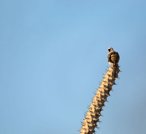 Namaqua Dove in Spiny Forest of Madagascar I really like the look of these doves, it's like they are uniformed. Also remarkeable is how the birds in this ultra dry and spiny forest seem to pay no attention at all to the sharp spikes that are everywhere. Ifaty,Madagascar,Namaqua Dove,Oena capensis,Spiny Forest