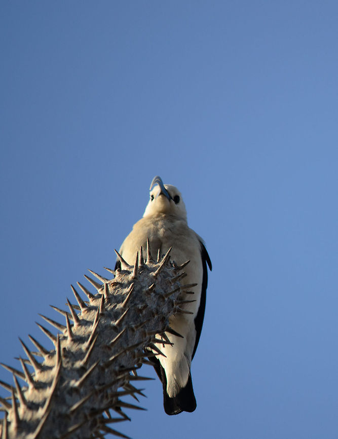 Sickle-billed Vanga in Spiny Forest, Madagascar  Falculea palliata,Ifaty,Madagascar,Sickle-billed Vanga,Spiny Forest