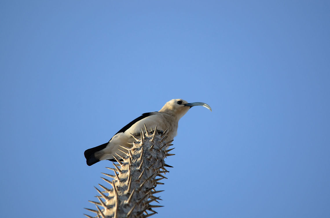 Sickle-billed Vanga in Ifaty, Madagascar We were very lucky for this active bird, the largest of vangas, to sit still right above us in the Spiny Forest. This concerns an insect-eating, very social bird that uses its strange bill to scoop insects from tree holes. It&#039;s like the wood pecker of Madagascar, without the pecking. Falculea palliata,Ifaty,Madagascar,Sickle-billed Vanga,Spiny Forest