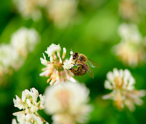 Western Honey Bee on White Clover, Heesch, Netherlands Found in our back yard, a few weeks ago. Apis mellifera,Europe,Heesch,Netherlands,Western honey bee,World